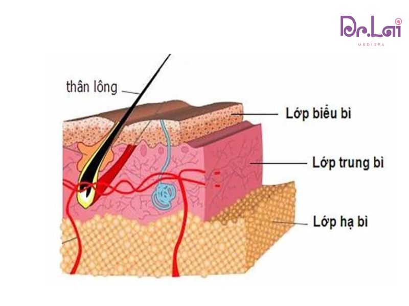 Cấu trúc 3 tầng da