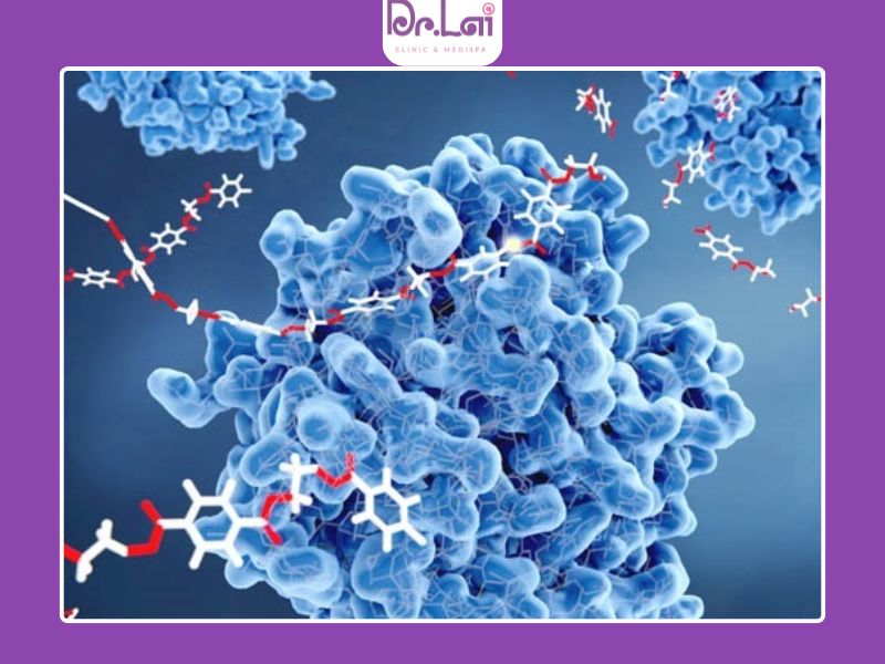 Enzyme có những loại nào và vai trò ra sao?