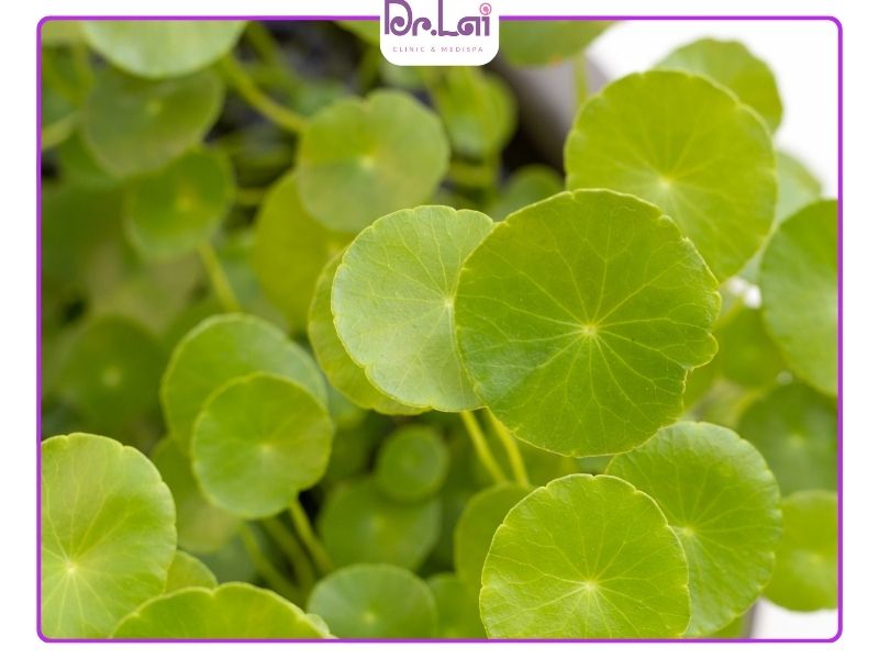 Lá đinh lăng hỗ trợ thanh nhiệt, giải độc