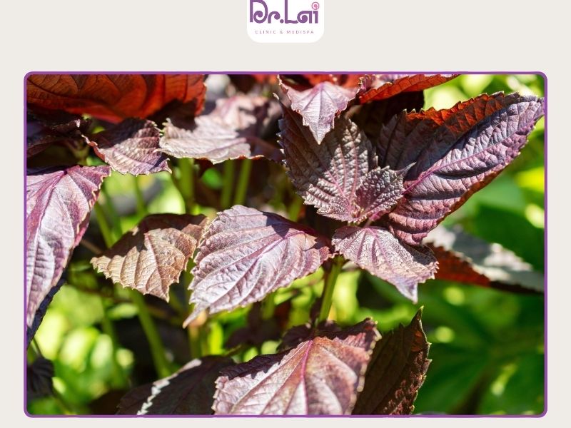 Lá tía tô hỗ trợ làm giảm sắc tố melanin trên da